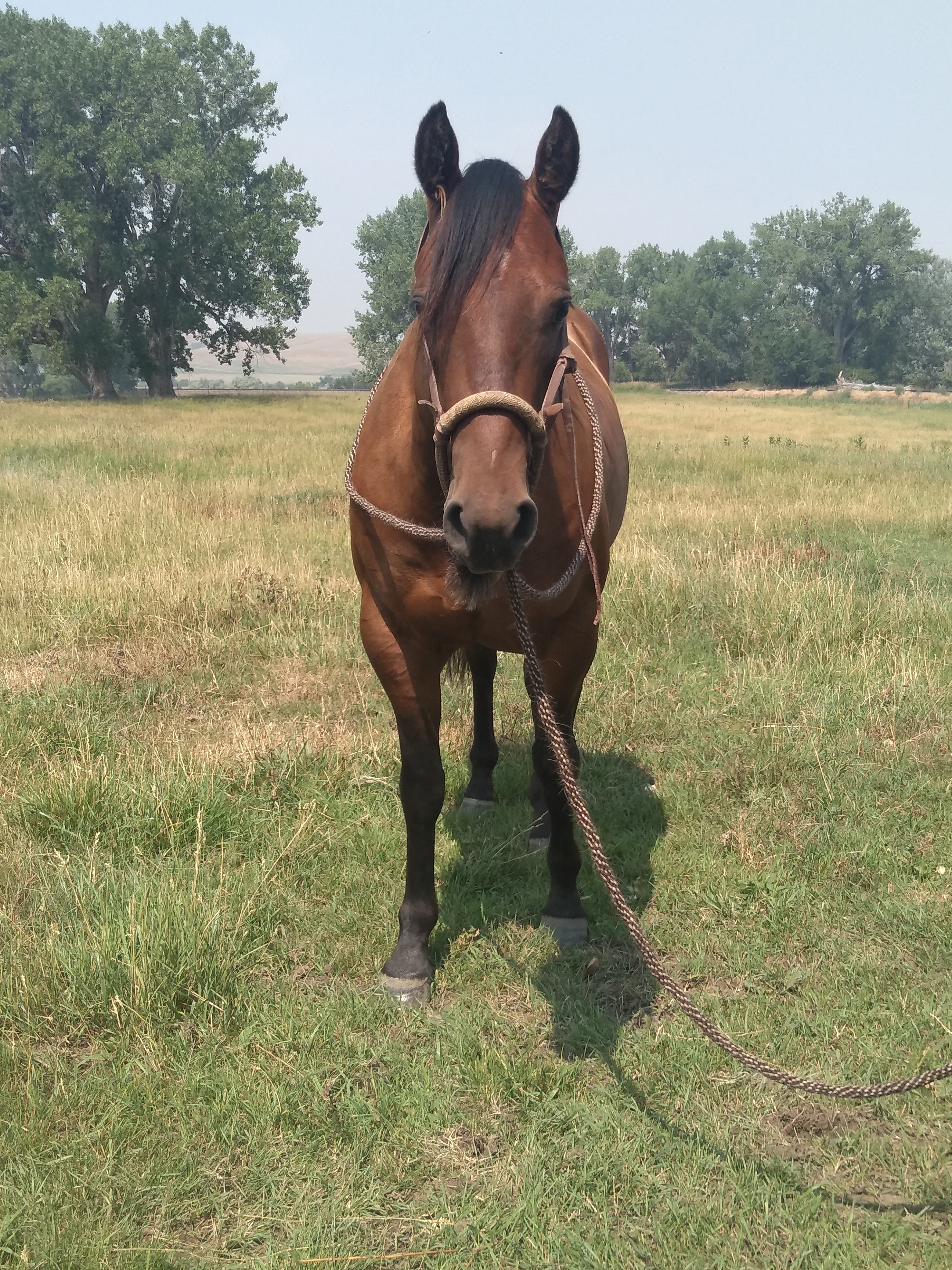 LITTLE COWBOY