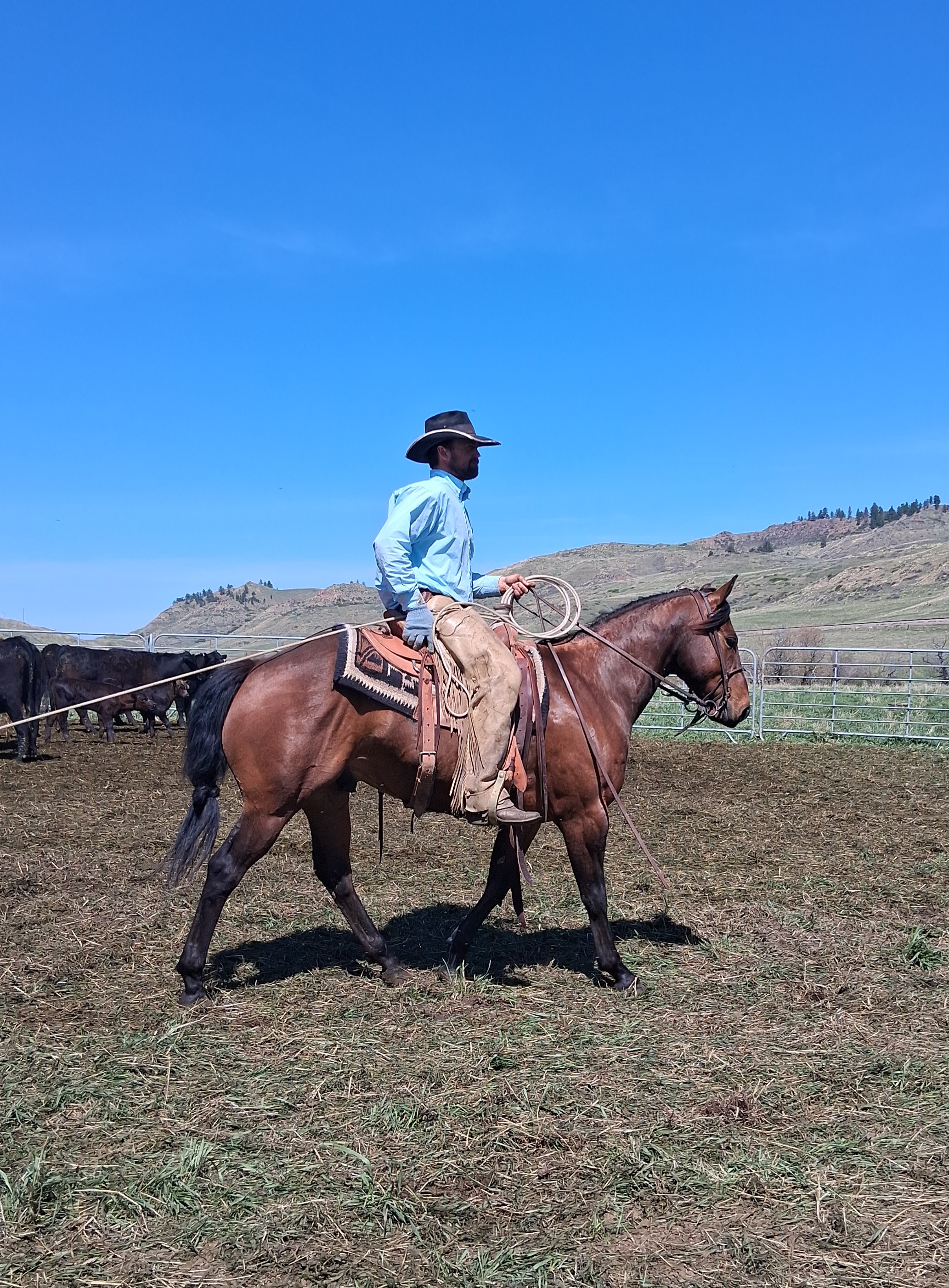 LITTLE COWBOY