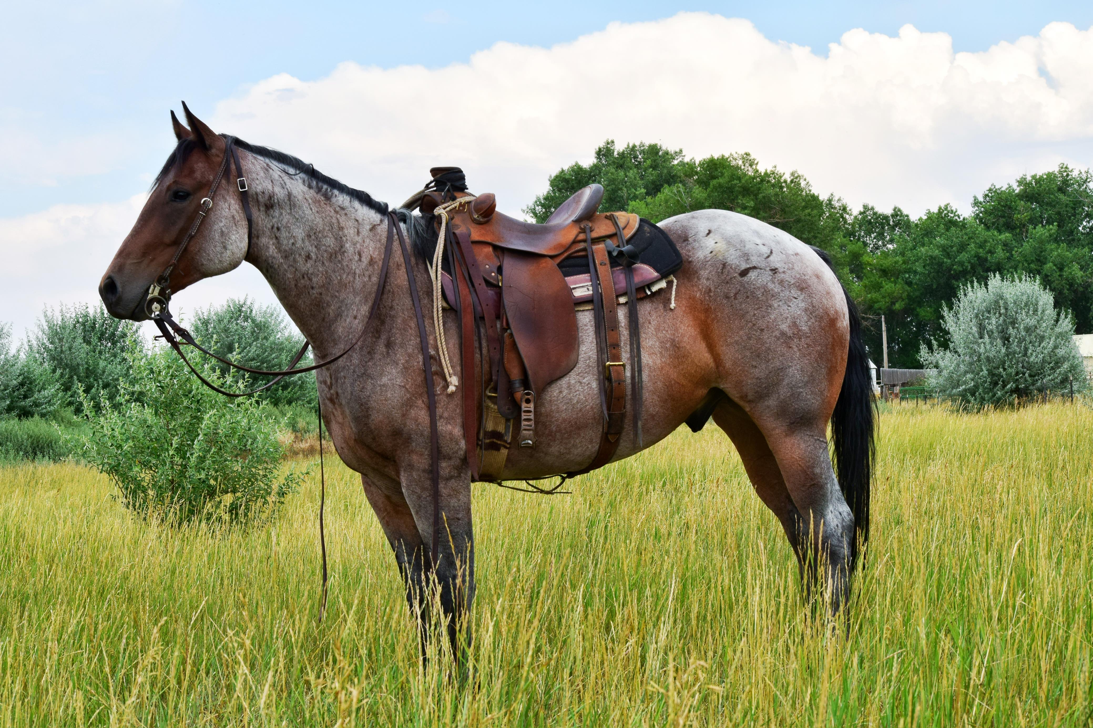 SH FROSTED BOURBON